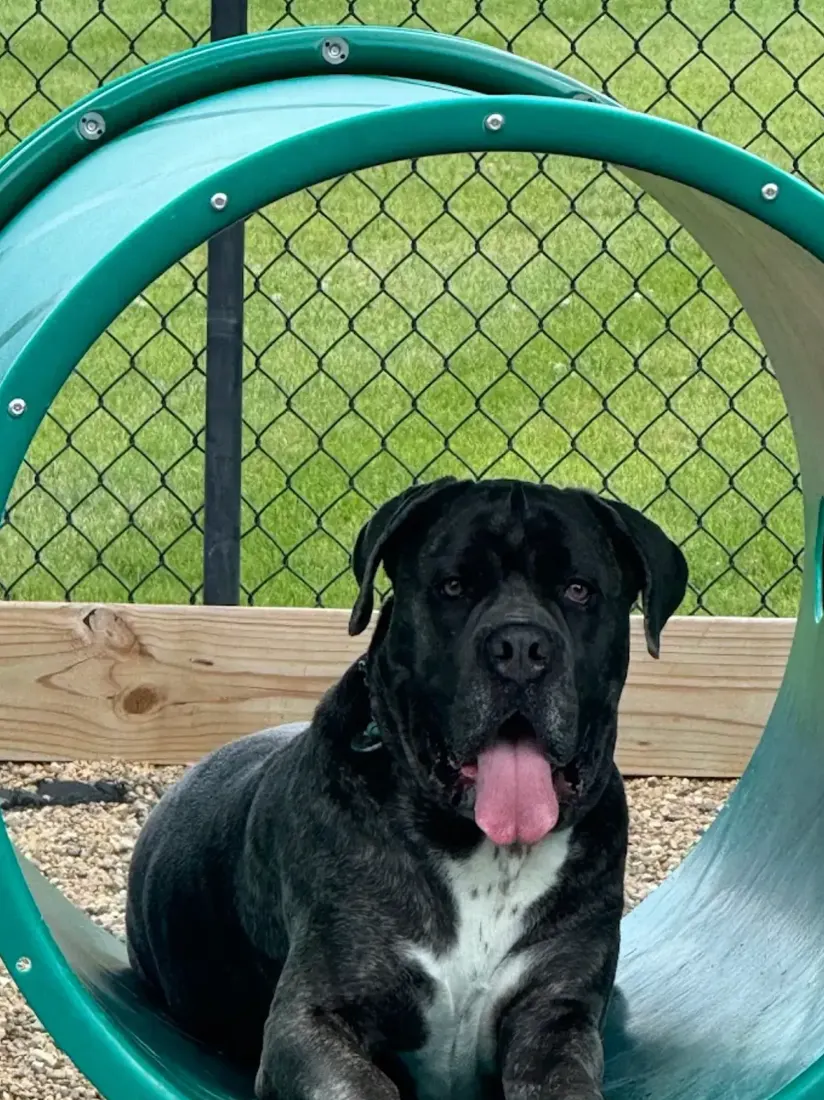 Black dog with tongue out sitting inside green play tunnel